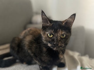 Mixed Breed cats For Sale – Kittens 🐾 - Advert 2