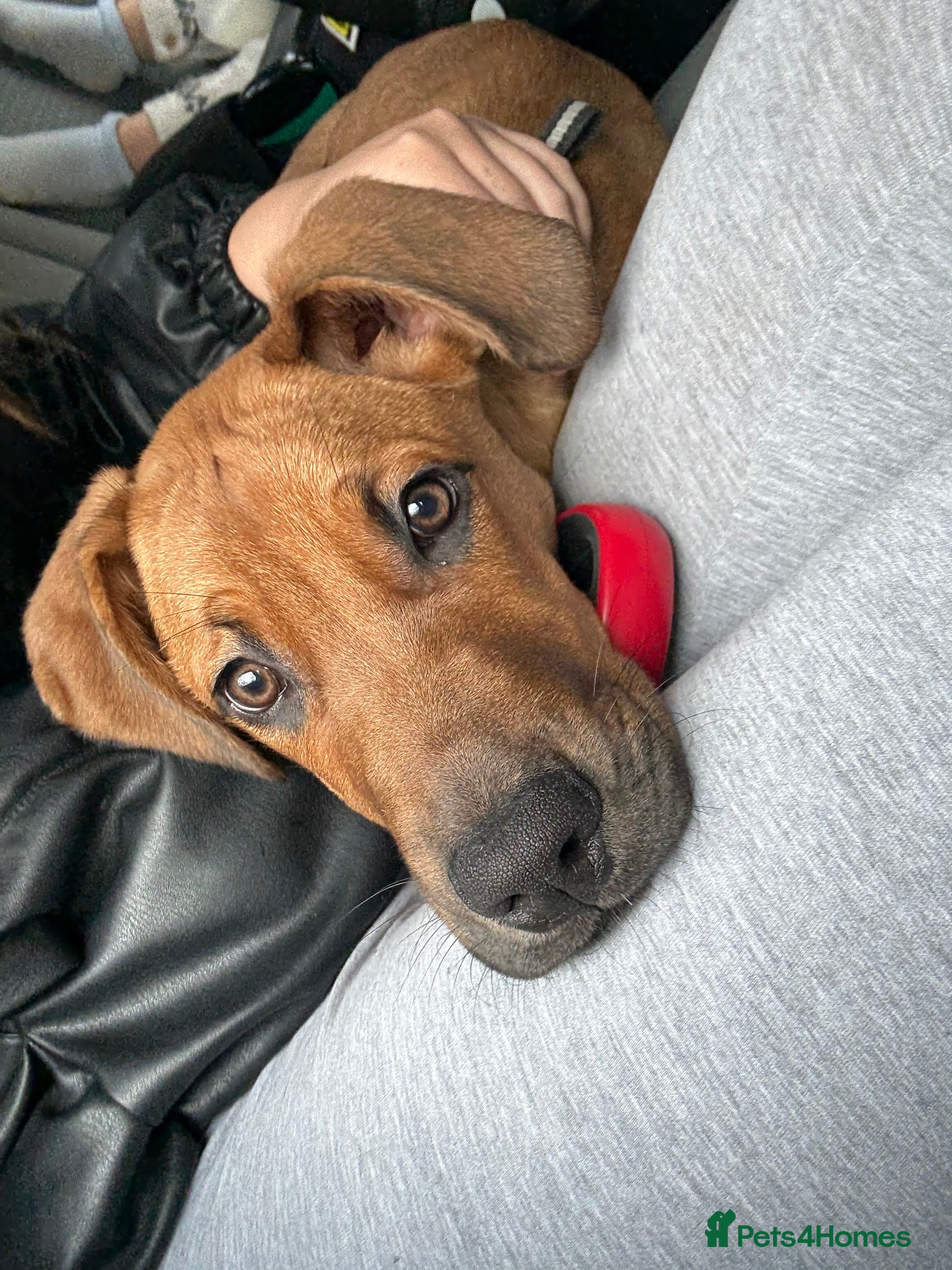 Mixed Breed dogs Doberman x cane corso  - Advert 18