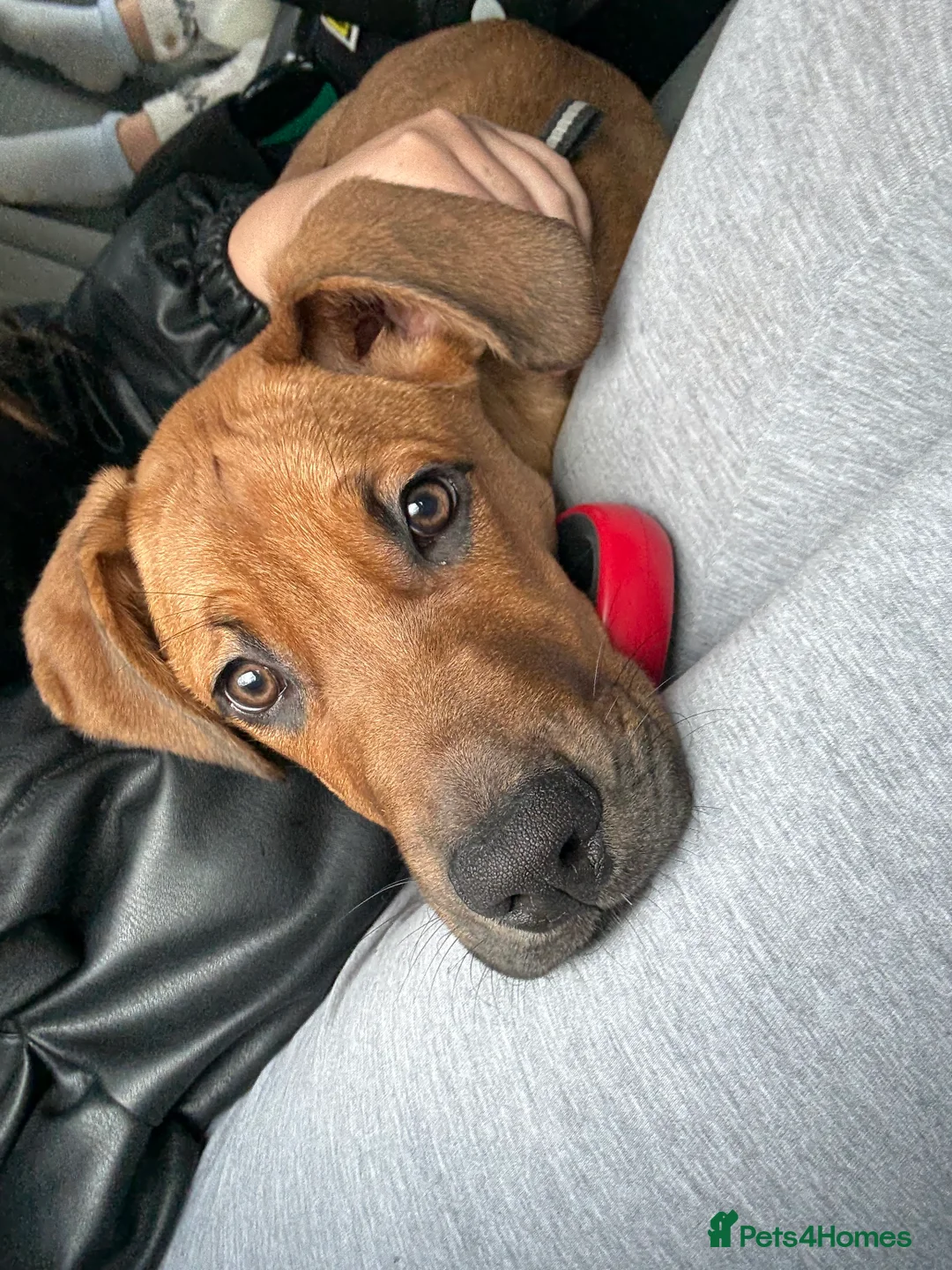 Mixed Breed dogs for sale: Doberman x cane corso  - Advert 1