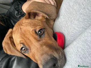 Mixed Breed dogs Doberman x cane corso - Advert 18