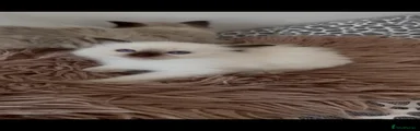 Ragdoll 1