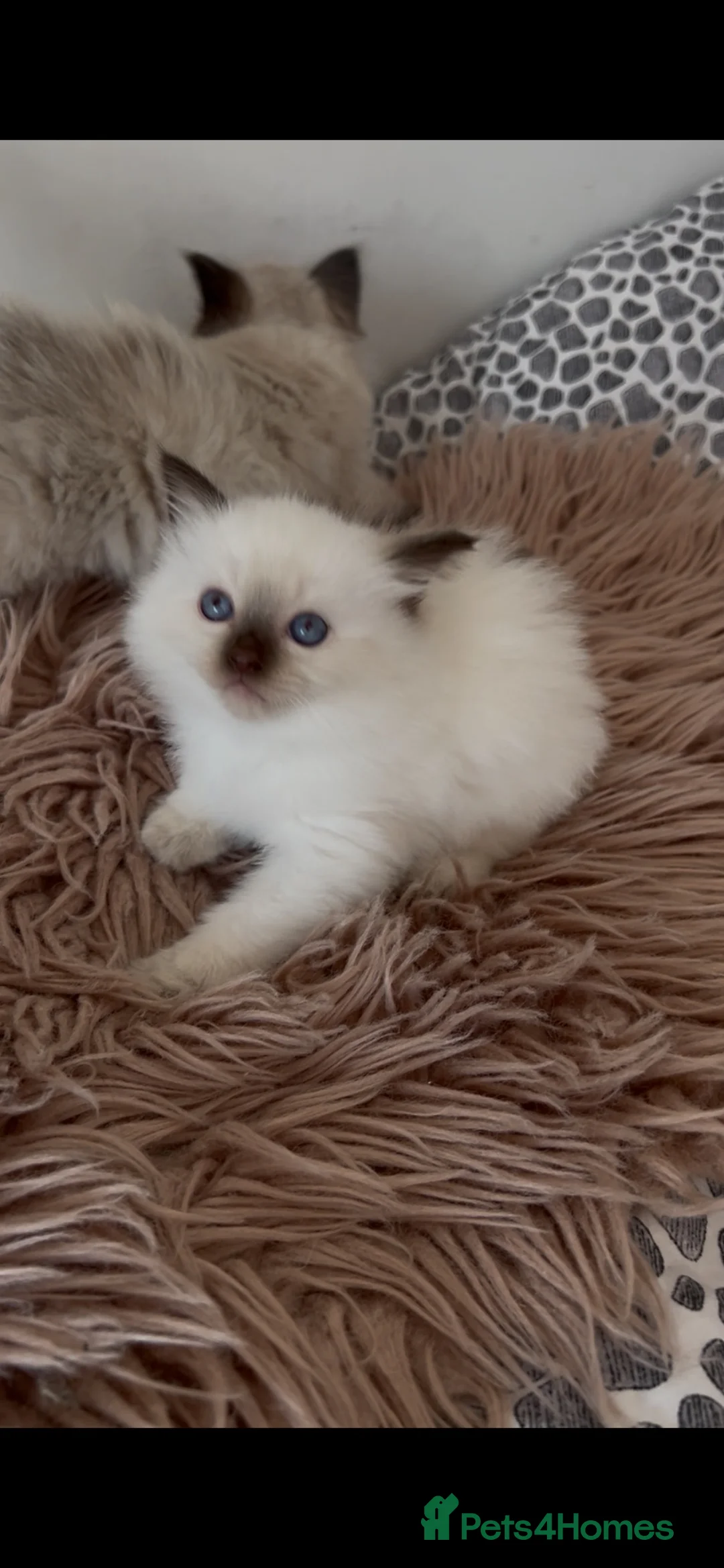 Ragdoll cats for sale: Beautiful Ragdolls  - Advert 19