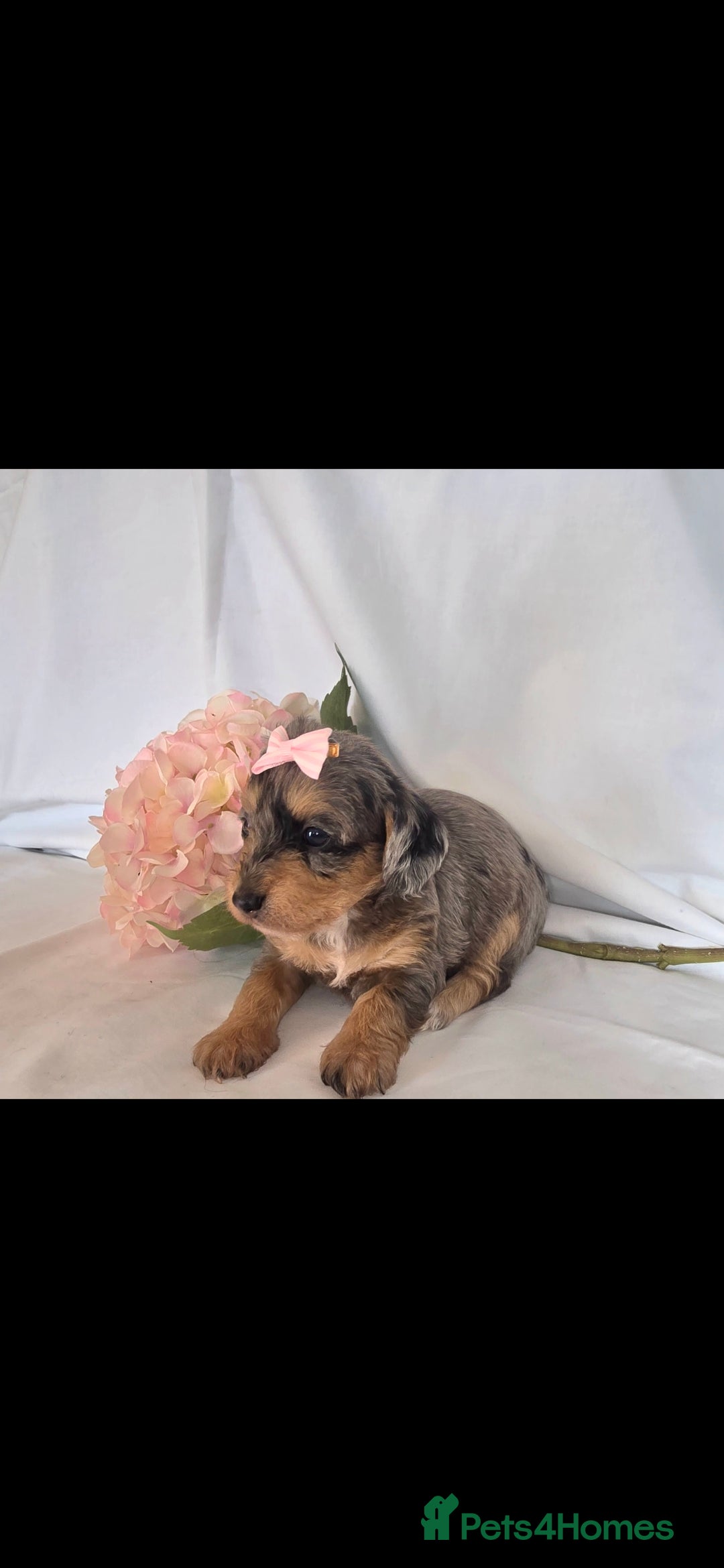 Mixed Breed dogs for sale:  miniature dachshund cross toy poodle doxiepoo   - Image 11