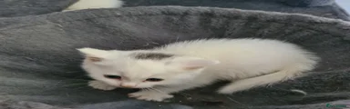 Scottish Fold 5