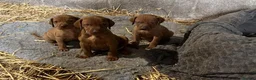 Hungarian Vizsla dogs for sale: Knowledgeable Choice for a Loyal Vizsla Companions in Cardiff - Advert 2
