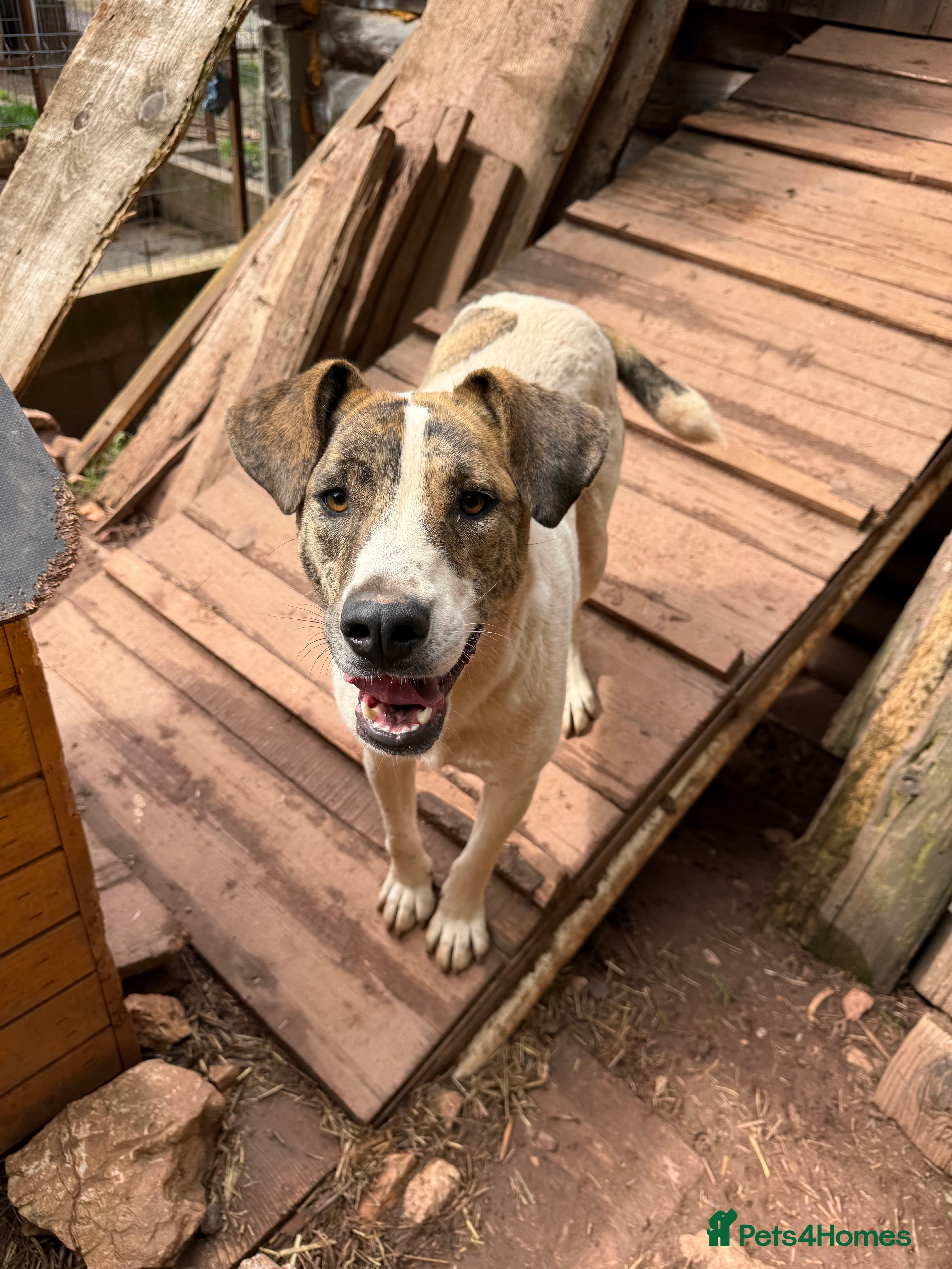 Mixed Breed dogs Jasmine 🩷 - Advert 1