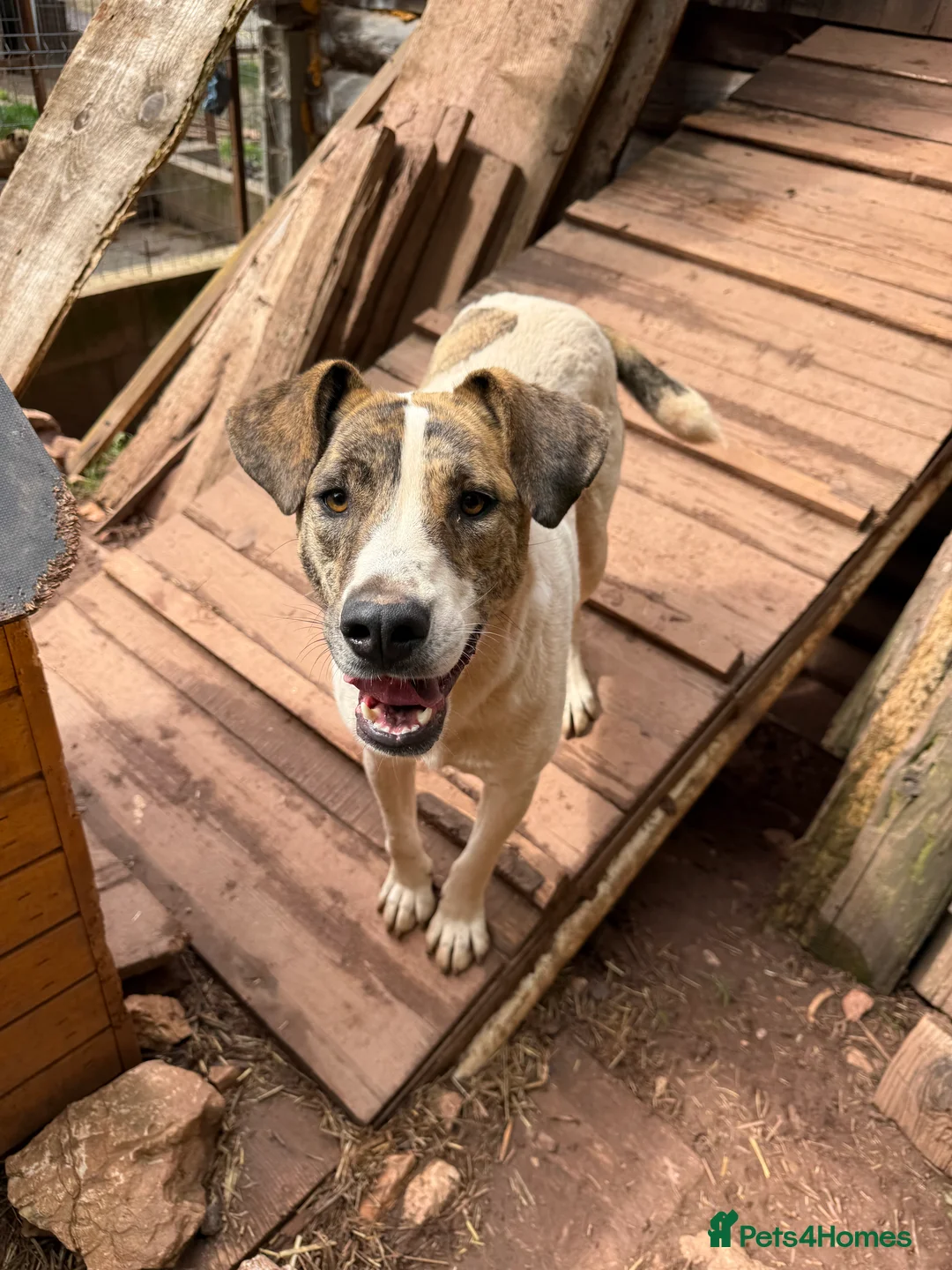 Mixed Breed dogs for adoption: Jasmine 🩷 - Advert 1