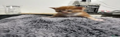 Maine Coon Kitten 3