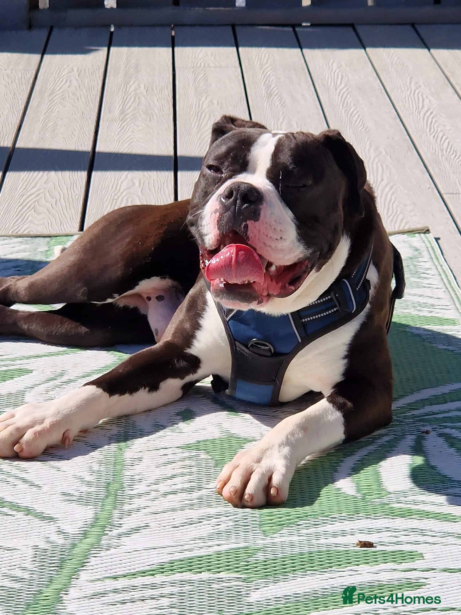 Mixed Breed dogs for sale: Loving rescue Pumpkin - Advert 1