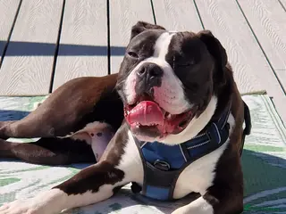 Mixed Breed dogs Loving rescue Pumpkin - Advert 16