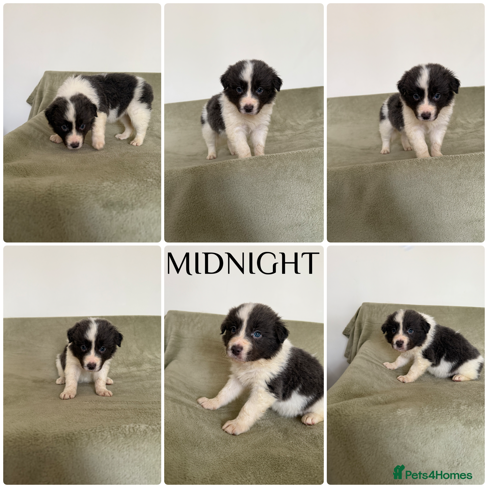 Border Collie dogs Stunning rough coated KC Reg Health tested pups  - Advert 3