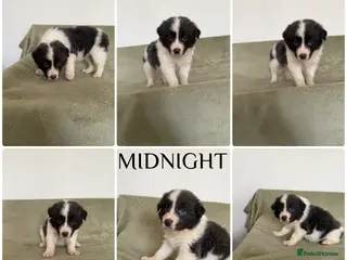 Border Collie dogs Stunning rough coated KC Reg Health tested pups - Advert 3