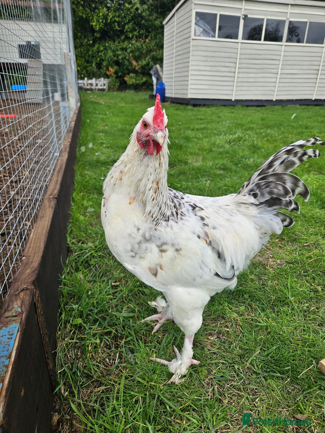 Chickens poultry for sale: Two Roosters for sale ! £20 for 2! Only two left! - Advert 8