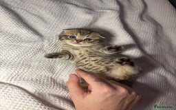 Scottish Fold cats for sale: Perfect Scottish fold x BSH kittens! - Image 5