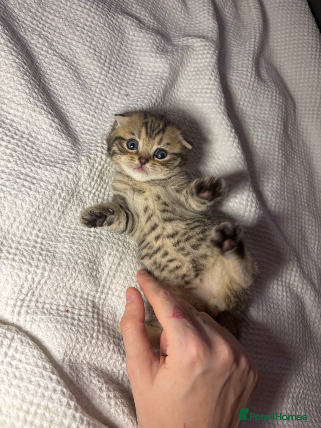 Scottish Fold cats for sale: Perfect Scottish fold x BSH kittens! - Image 5