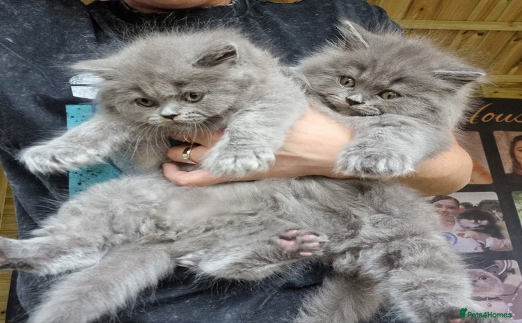 British Longhair cats - Advert 4