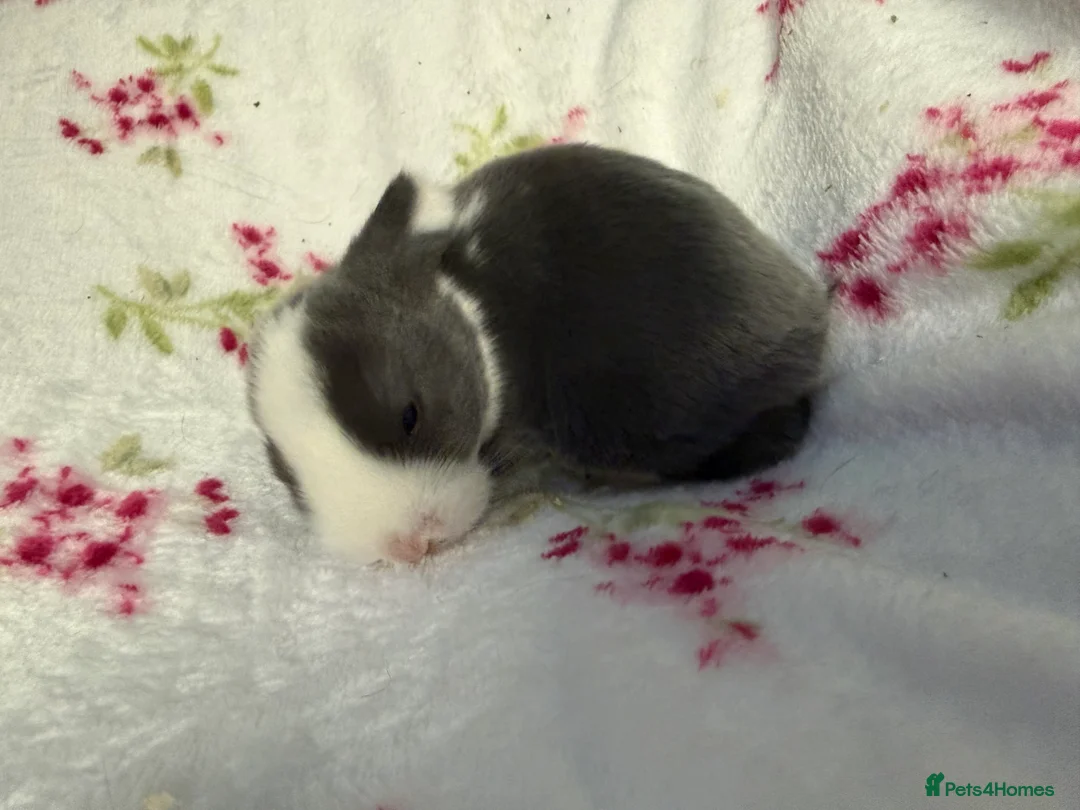 Mini Lop rabbits for sale: Pure Bred Mini Lops - Advert 7
