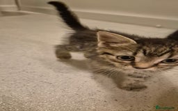 Domestic Shorthair cats for sale: 3 kittens for sale - ready to go! - Image 3