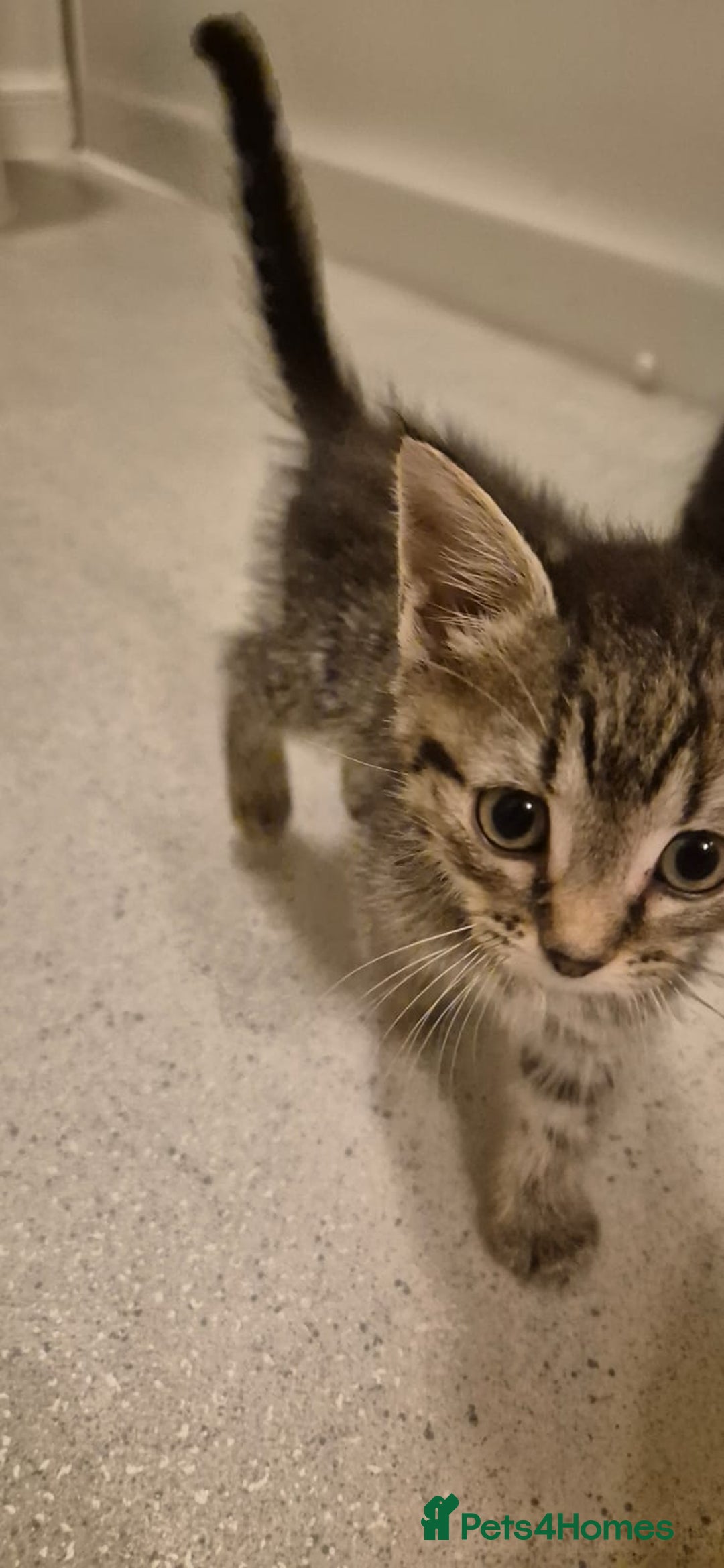 Domestic Shorthair cats for sale: 3 kittens for sale - ready to go! - Image 3