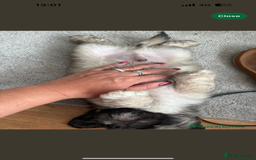 Mixed Breed dogs for sale: 3 beautiful froodle pups for sale 1 girl 2 boys - Image 3