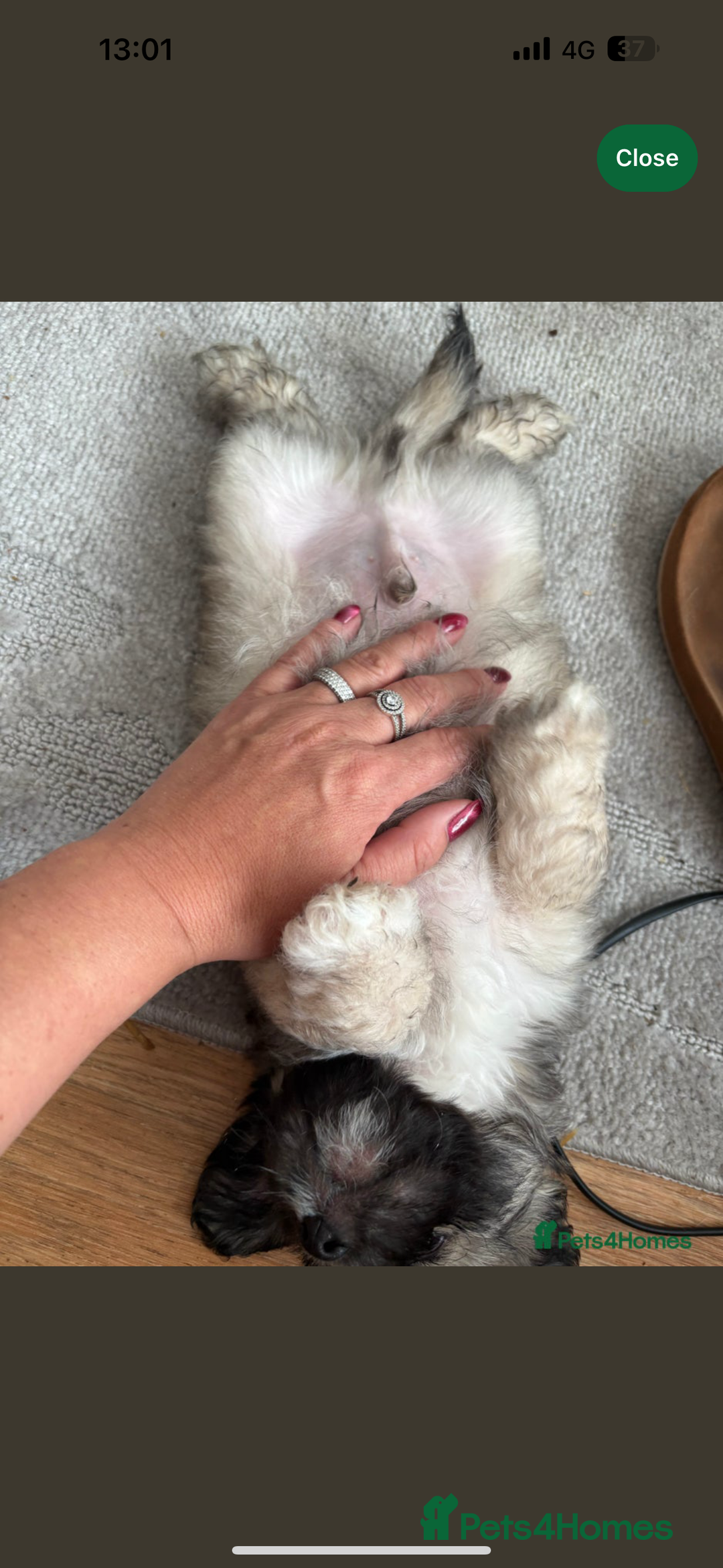 Mixed Breed dogs for sale: 3 beautiful froodle pups for sale 1 girl 2 boys - Image 3