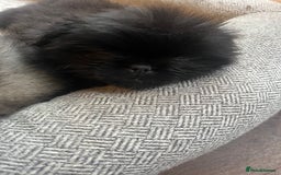 Mixed Breed dogs for sale: Pekingese / Pomeranian puppies for sale - REDUCED  in Leicester - Image 23