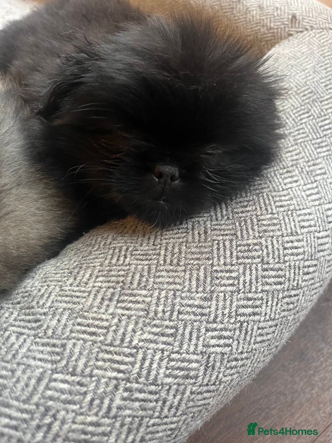 Mixed Breed dogs for sale: Pekingese / Pomeranian puppies for sale - REDUCED  in Leicester - Image 23