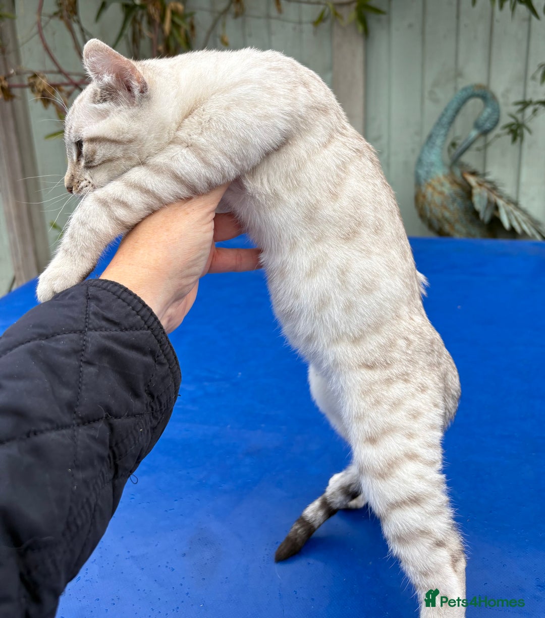 Keetso cats for sale: Gob smacking curled eared polydactyl female  - Advert 12