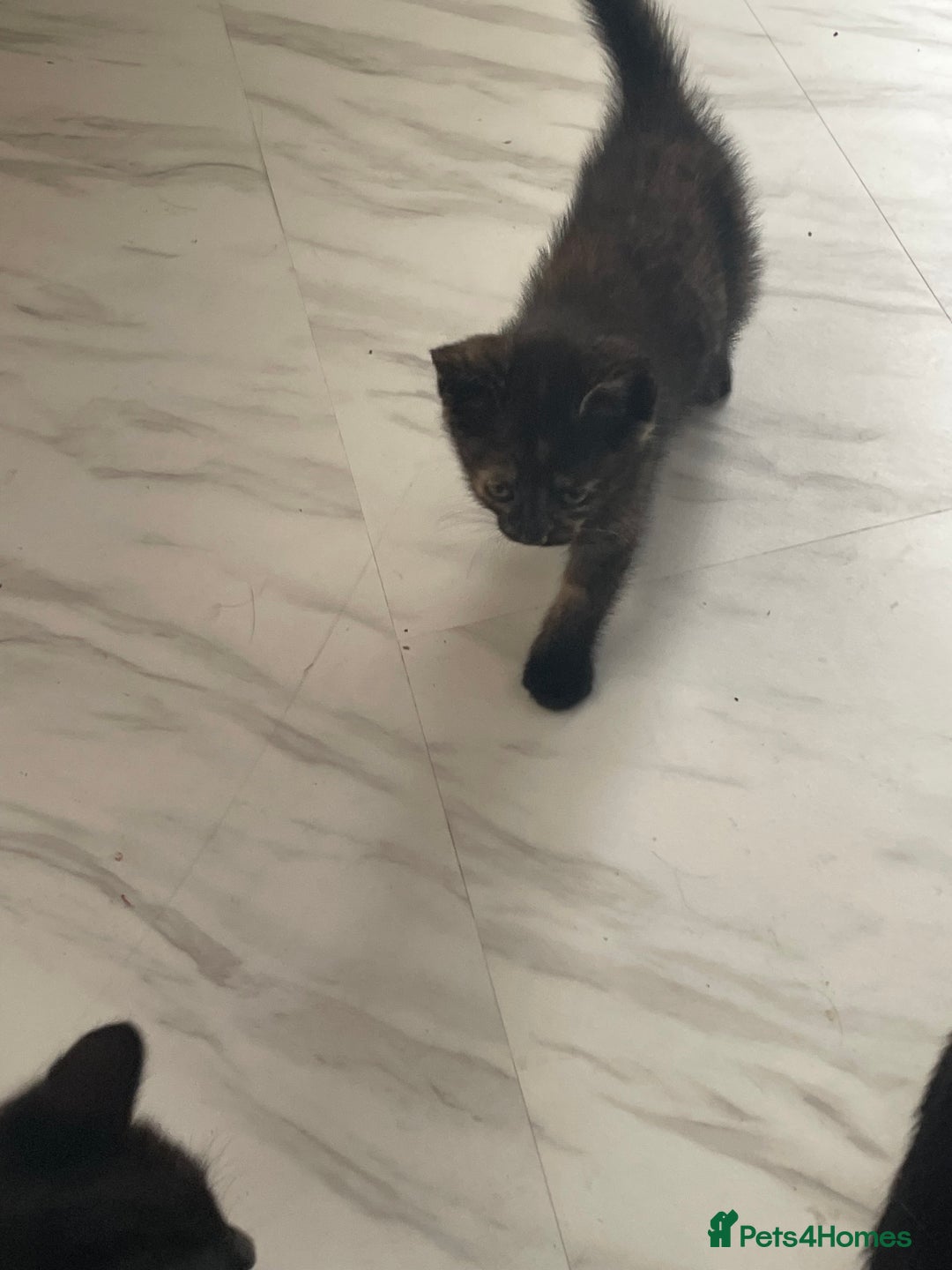 Mixed Breed cats for sale: 4 beautiful mixed / BSH kittens  - Image 10
