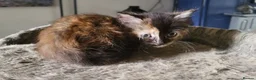 Mixed Breed cats for sale: Mixed breed kittens - Advert 19