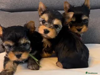 Yorkshire Terrier dogs ❣️Miniature Yorkshire Terriers – 4 Boys VERY SMALL - Advert 3