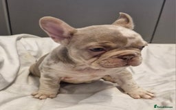 French Bulldog dogs for sale: Last 2 females dwkc frenchies - Image 12