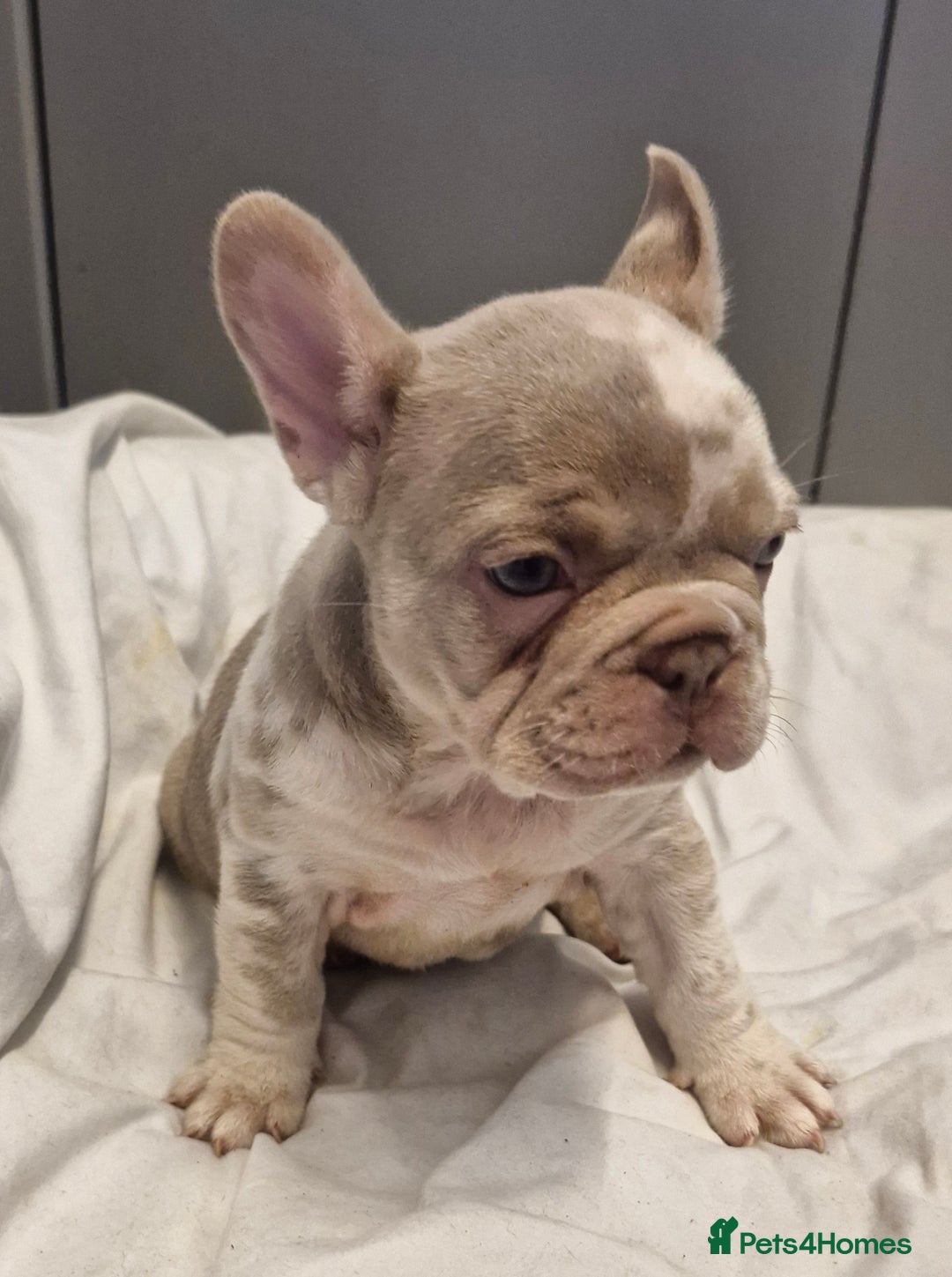 French Bulldog dogs for sale: Last 2 females dwkc frenchies - Image 12