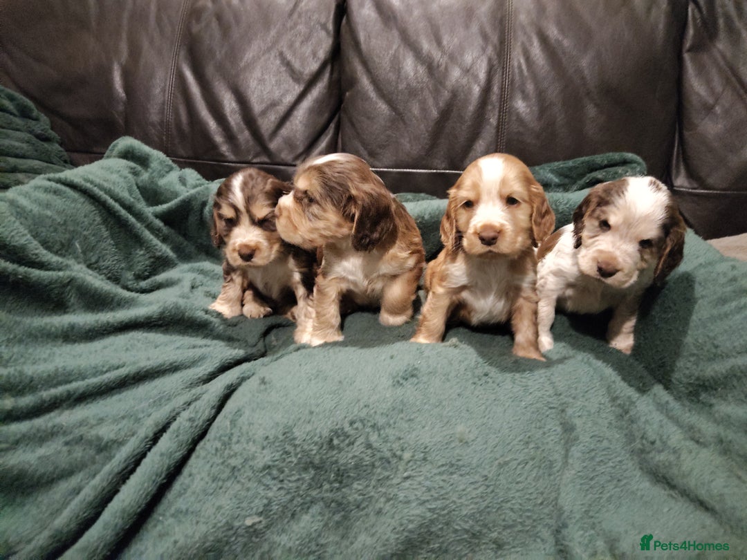 Cocker Spaniel dogs for sale: Cocker Spaniel Show Type KC (Simberwood)  - Image 2