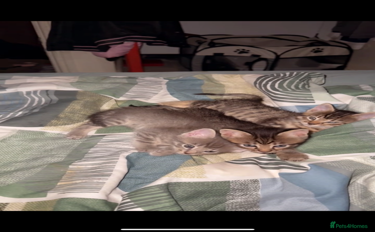 British Shorthair cats - Advert 3