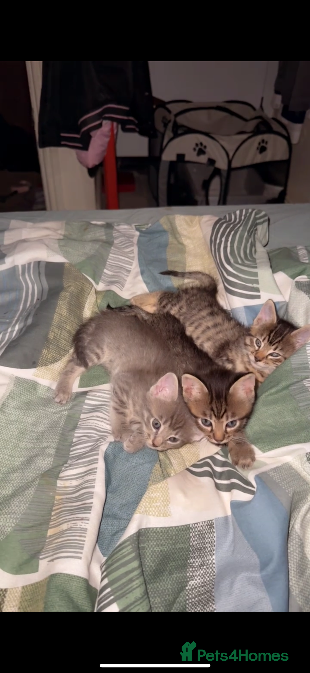 British Shorthair cats for sale: BengalXSavannah  - Image 1