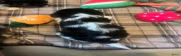 Biewer Terrier dogs for sale: 4 Pure Biewer Terrier for sale  - Advert 7