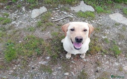 Cockerdor dogs for sale: Gorgeous cockador Puppies - Image 13