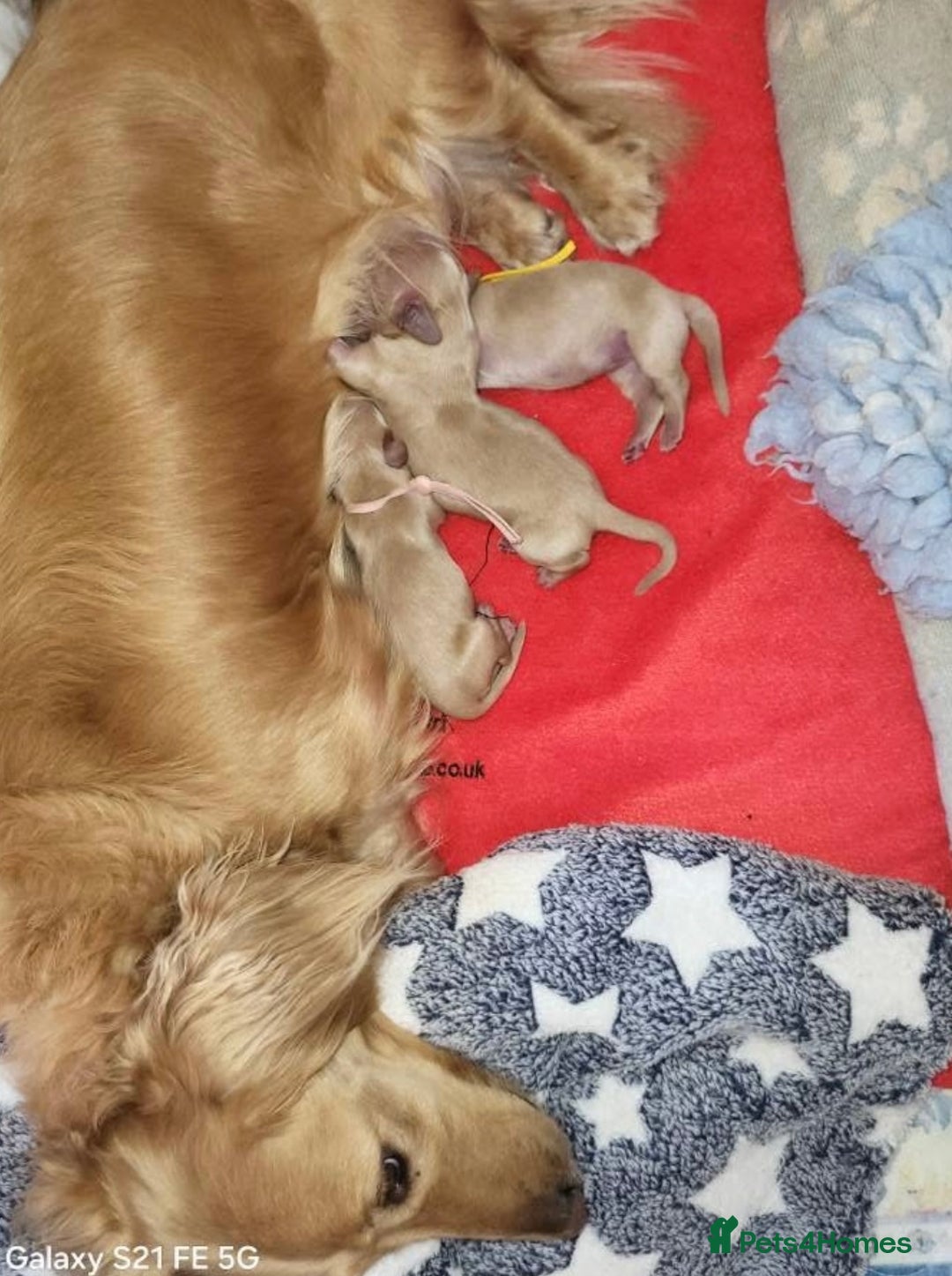 Miniature Dachshund dogs for stud: KC Dachshund cream long hair Stud [ee/ii] - Advert 13