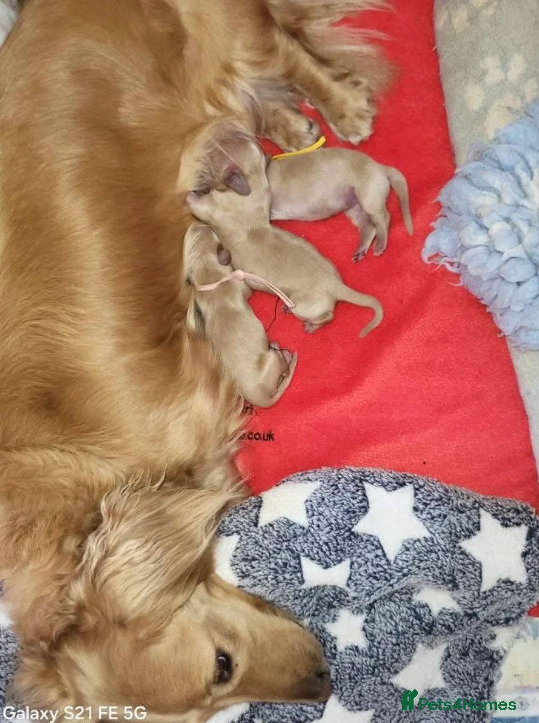 Miniature Dachshund dogs for stud: KC Dachshund cream long hair Stud [ee/ii] - Advert 13