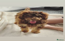 Cockapoo dogs for sale: Quality health tested miniature cockapoo girl! - Image 1
