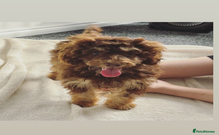 Cockapoo dogs - Advert 9