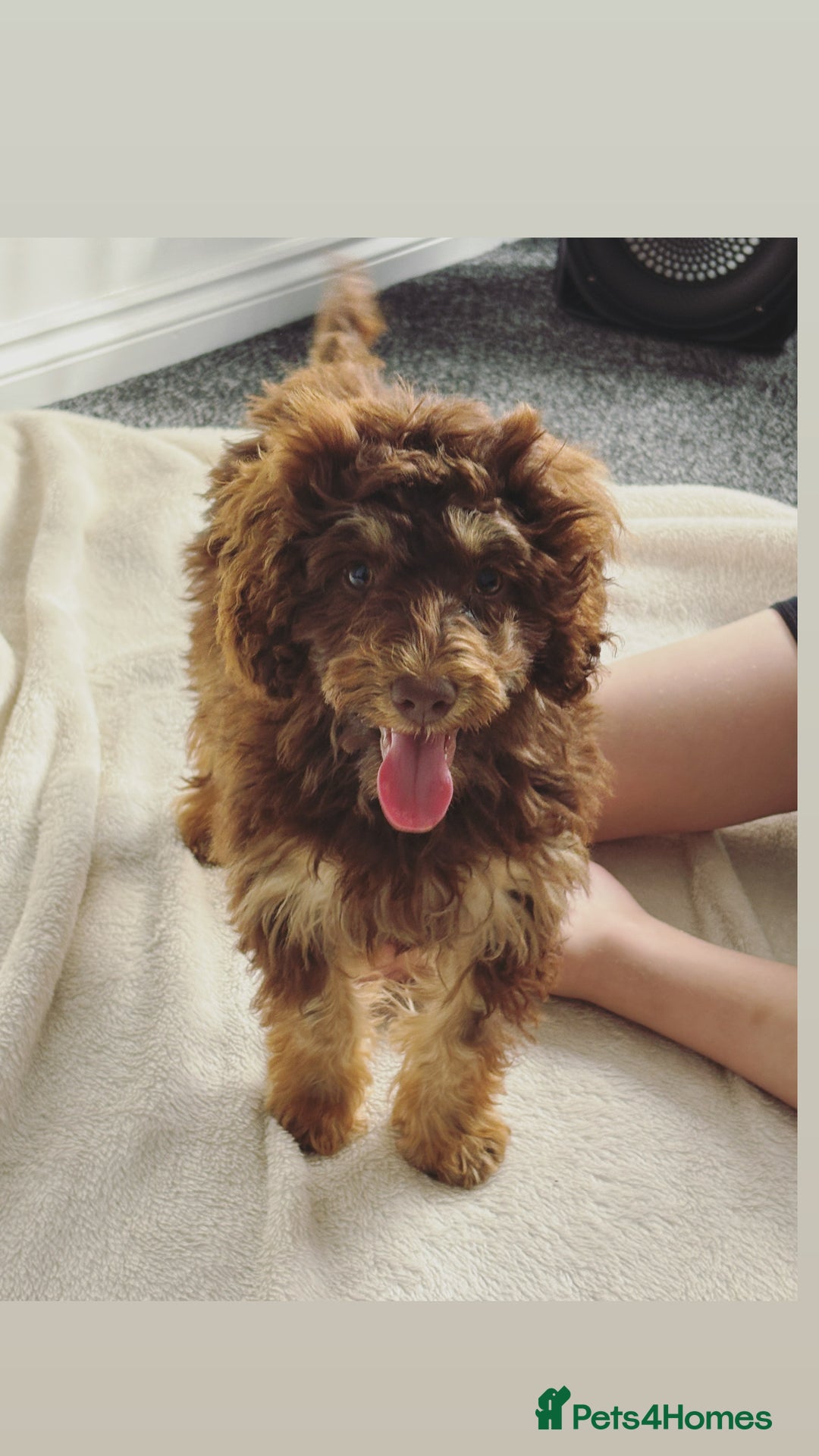 Cockapoo dogs for sale: Quality health tested miniature cockapoo girl! - Image 1