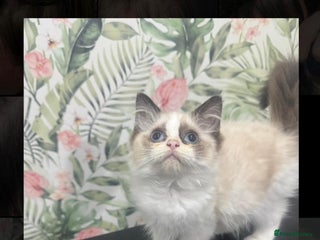 Ragdoll cats in Glasgow - Advert 23