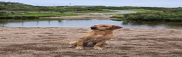 Labrador Retriever dogs for stud: Working line retriever for stud - Advert 1