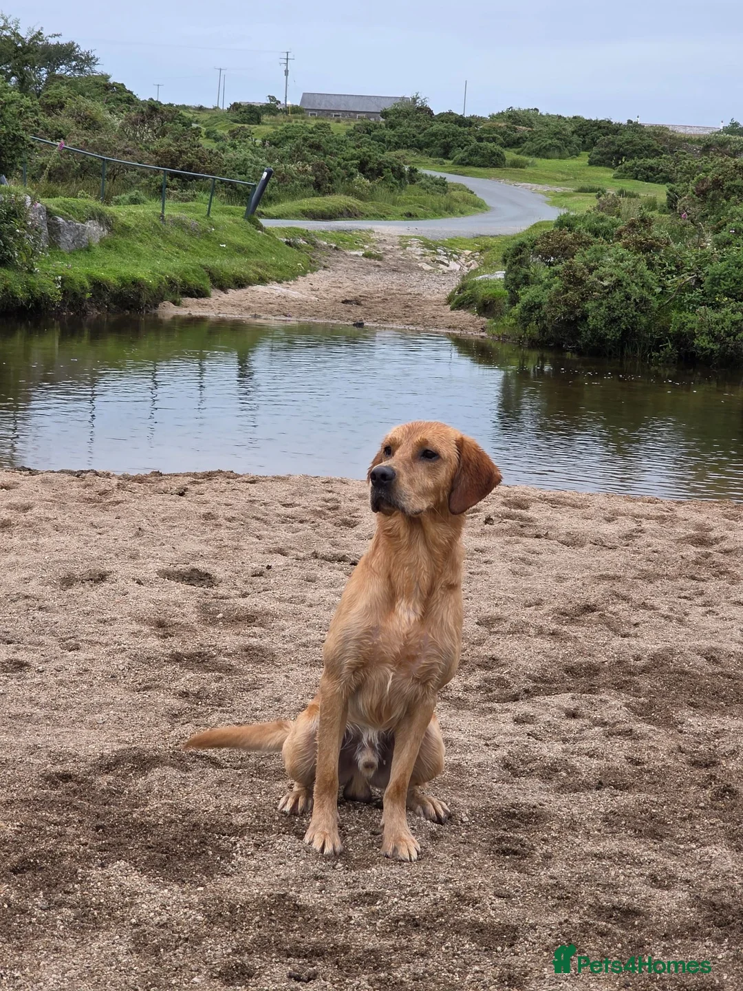 Labrador Retriever dogs for stud: Working line retriever for stud - Advert 1