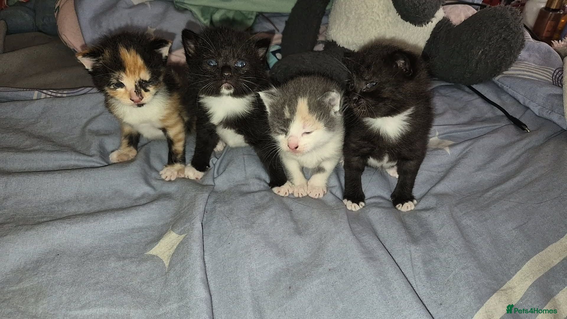 Mixed Breed cats 4 beautiful kittens - Advert 3