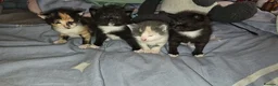 Mixed Breed cats for sale: 4 beautiful kittens in Merthyr Tydfil - Advert 1