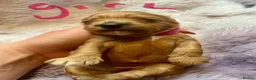 Cavapoo dogs for sale: Cavapoos pups /kc reg /health tested /parents - Advert 24