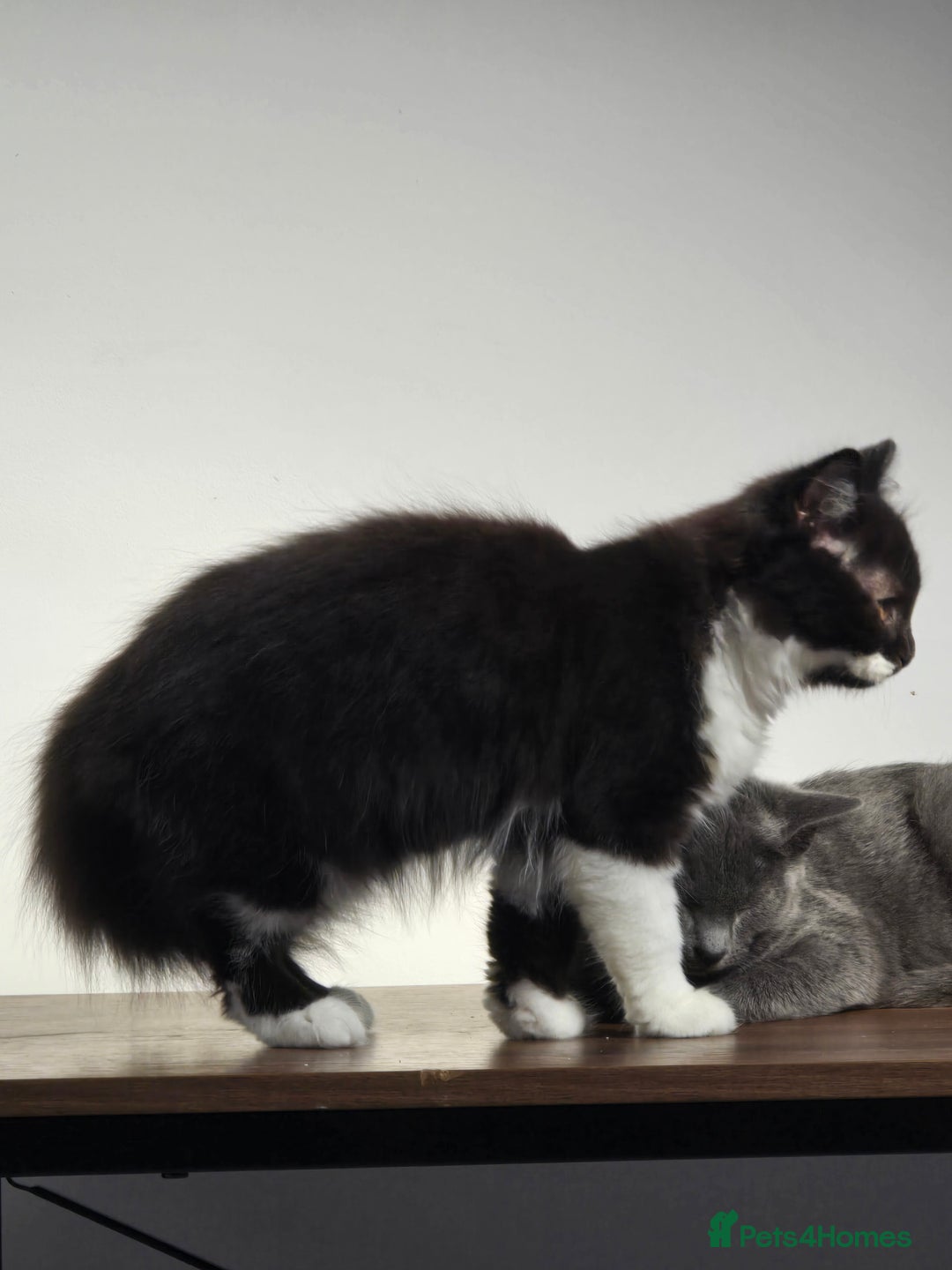 British Longhair cats for sale: British Long Hair Male kittens ( only 1 left) - Advert 13